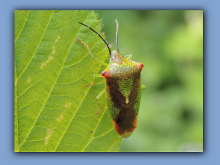 Hawthorn Shieldbug - Acanthosoma haemorrhoidale. Hetton Park 3rd June 2022 2.jpg